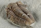 Fossil Trilobite (Calymene breviceps) - Waldron Shale #198717-4